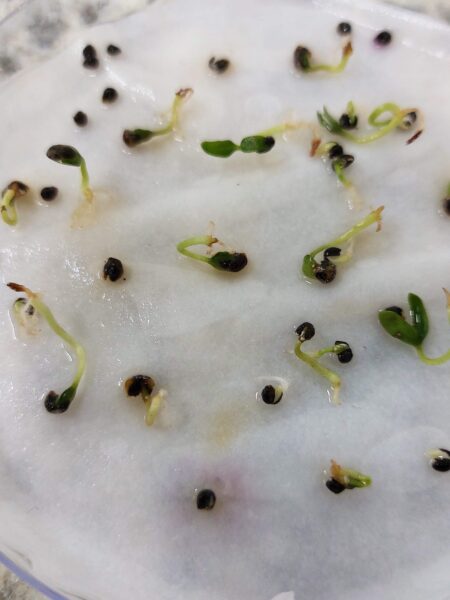 serv1_sementes_germinando