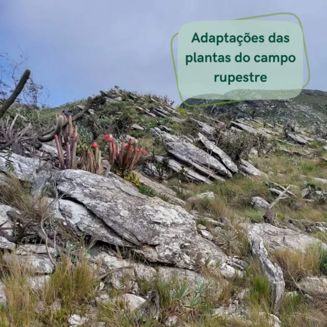 A vida no campo rupestre é difícil: solo pobre, sol forte, seca sazonal. Mesmo assim, as plantas apresentam adaptações incríveis:🪴  Folhas em roseta para captar água e nutrientes🌿  Folhas imbricadas que se protegem da radiação solar🏜 Plantas da ressurreição que são tolerantes à dessecação💧 Raízes profundas ou áreas úmidas🌵 Xilopódio que armazena água e nutrientes e pode rebrotar após o fogo🪨 Crescimento sobre rochas (rupícolas)🍖 Carnivoria!A biodiversidade também é feita de estratégia. E muitas dessas adaptações constituem formas, textura e cores que tem valor ornamental!#Adaptações #EcologiaVegetal #CampoRupestre#plantasnativasdobrasil #jardimnaturalista #jardinsdocerrado #OCBIL
