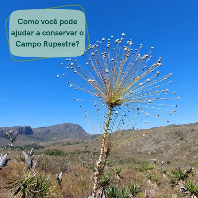 Você também pode fazer parte da conservação:🧠 Conheça e divulgue o campo rupestre💚 Apoie negócios com propósito ambiental🌱 Evite plantas silvestres de origem ilegal👣 Pratique turismo consciente🌍 Pressione por mais áreas protegidas#JuntosPelaNatureza #EducaçãoAmbiental #camporupestre #plantasnativasdobrasil #jardinsdocerrado
