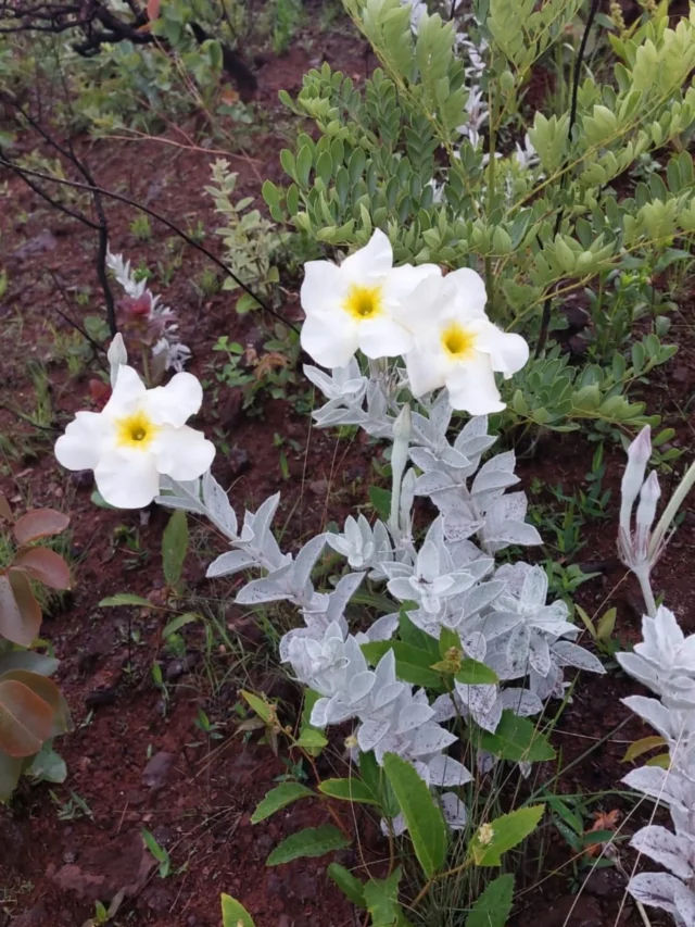 VelameMandevilla velameFamília ApocynaceaeÉ  um subarbusto de ate 50 cm de altura que ocorre nas regiões centro-oeste e sudeste, em áreas de cerrado e campo rupestre. 🌻Apresenta flores brancas , tubulares, com o interior amarelo e uma densa pilosidade branca em toda parte  vegetativa da planta. Os frutos são dispersos pelo vento.A propagação é realizada por meio das sementes, sendo necessário um suporte para conduzir o seu crescimento. Estamos testando o seu cultivo em viveiro.
