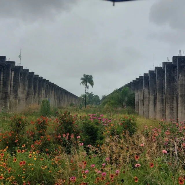 🌻O jardim de sequeiro é um jardim naturalista, biodiverso, que passa por diversas mudanças durante o seu período de existência, que dura alguns meses. 🌧A irrigação é natural, depende totalmente das chuvas, sendo a semeadura realizada a lanço no início da estação chuvosa.🌾No período da seca, no qual muitas espécies morrem, pois são anuais, são colhidas as sementes para o plantio no ano seguinte. 🌼A floraçao das espécies ocorre em diferentes períodos, possibilitando  novas descobertas a cada fase de desenvolvimento do jardim.🌸🏵🌺A paleta de espécies é composta majoritariamente por espécies exoticas e anuais. Algumas espécies nativas do cerrado estão sendo introduzidas de forma experimental o que permite acompanhar o seu desenvolvimento no contexto do jardim.👨‍🌾O projeto concebido pelo prof. @juliobpastore tornou-se uma cadeia produtiva envolvendo diferentes segmentos como alunos e voluntários que atuam nas diferentes etapas de execução do jardim, viveiristas, artesãos que produzem arranjos florais com plantas frescas e secas, gastronomia com alimentos que utilizam flores do jardim e diversas oficinas e momentos culturais com a comunidade. Esse foi o aspecto que mais chamou a minha atenção! Parabéns a todos os envolvidos no @jardimdesequeiro.