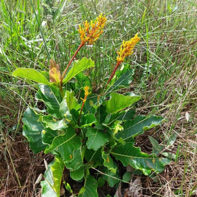 🌱 Bate-caixa | Palicourea rigida🏵📍 Família: Rubiaceae🌎 Distribuição: Ocorre em todos os biomas brasileiros🏵️ A bate-caixa apresenta folhas coriaceas e rígidas, daí vem o seu nome popular.  As nervuras são amareladas e  fazem um lindo contraste com as folhas verde escuro.  É muito atrativa para abelhas, borboletas  e beija-flores e apresenta propriedades medicinais. EEssa é  uma das plantas mais icônicas do cerrado, e sempre que a vejo me lembro do Ficus lyrata, espécie recentemente introduzida no Brasil, que perde em beleza para a bate-caixa, que além da arquitetura e formato das folhas  semelhantes, apresenta inflorescência muito vistosa.🪴Seu cultivo ainda não está consolidado, visto a baixa taxa de germinação, contudo alguns estudos têm avançado com diferentes técnicas para a quebra de dormência das sementes. Coletei muitos frutos e serei mais uma entusiasta a testar estratégias para o seu cultivo. Vou compartilhar  com vocês tudo que eu descobrir!