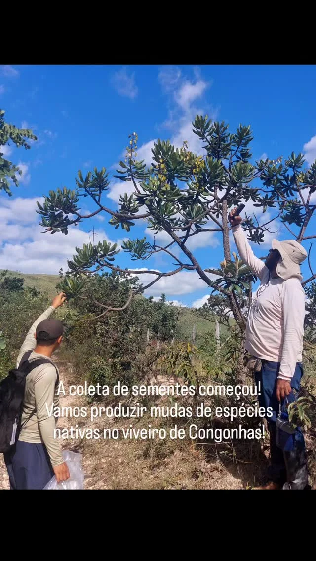 Na região central de Minas Gerais em um raio de 150 km de Belo Horizonte, centenas de municípios tem de 20 a 100% do seu território circunscrito na área de ocorrência do campo rupestre. Essa paisagem graminosa, herbácea e quase sem árvores guarda uma rica diversidade de espécies com alto grau de endemismo. Contudo ainda é  pouco conhecido e por isso, pouco valorizado pelas comunidades locais.O município de Congonhas é o primeiro - se alguém conhecer outro me fale! - a apoiar a coleta de sementes e a produção de mudas desse bioma. Um projeto pioneiro que visa conservar o campo rupestre por meio da produção de mudas que poderão servir como matrizários para jardins e recuperação de áreas degradadas do município.Sinto-me honrada em fazer parte dessa equipe e contribuir para que, a partir da semente na terra, possamos avançar no conhecimento e uso sustentável das lindas espécies  desse bioma!#camporupestre #plantasnativasdobrasil #ocbil #paisagismo #jardinsnaturalistas  Você conhece algum viveiro municipal que produz mudas de campo rupestre?