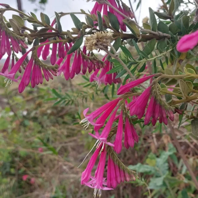 Spigelia sellowiana 🌱 Família: Loganiaceae🇧🇷 Nativa e endêmica do Brasil📍 Minas Gerais⛰️ Ocorre em afloramentos rochosos em Campo Rupestre e Campos de Altitude🌸De porte herbáceo, S. sellowiana apresenta inflorescência em formato escorpióide, flores rosa e folhas ovadas. As flores com corola tubular ficam pendentes formando um conjunto de grande interesse ornamental.Além da beleza das flores, seu porte e a intensidade da coloração tornam a espécie interessante para jardins que valorizam a flora nativa e a identidade dos ambientes de campo rupestre. Nossa biodiversidade já oferece uma enorme diversidade de formas, cores e estratégias de vida, muitas delas ainda pouco conhecidas e pouco utilizadas nos jardins.